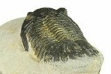 Bargain, Hollardops Trilobite Fossil - Ofaten, Morocco #287472-5